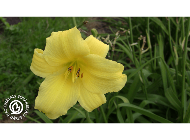 Hemerocallis   'Suzie Wong'